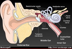 Naturopathic Remedies for Hearing Loss
